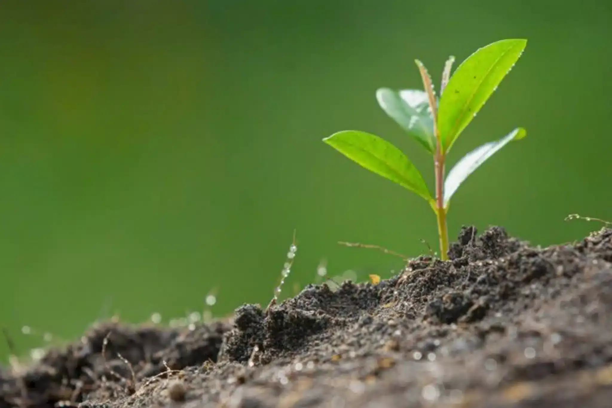 La Minoterie Girardeau rejoint le mouvement « Pour une Agriculture du Vivant »