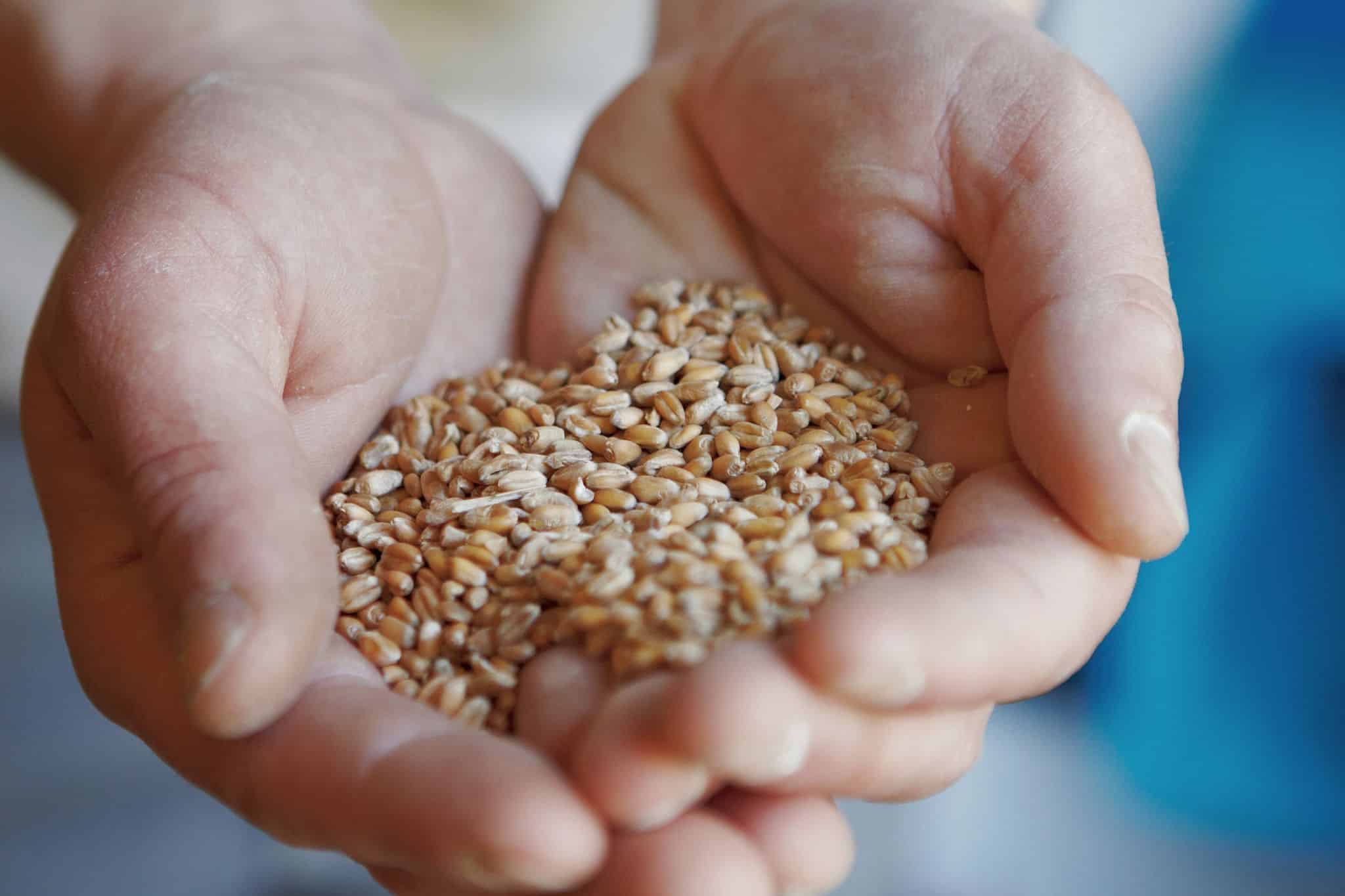 Photographie illustrant une offre d'emploi de responsable d'achats de blé et autres produits